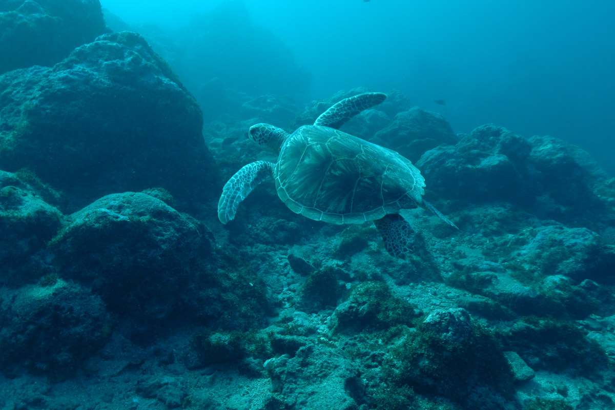 Scuba diving