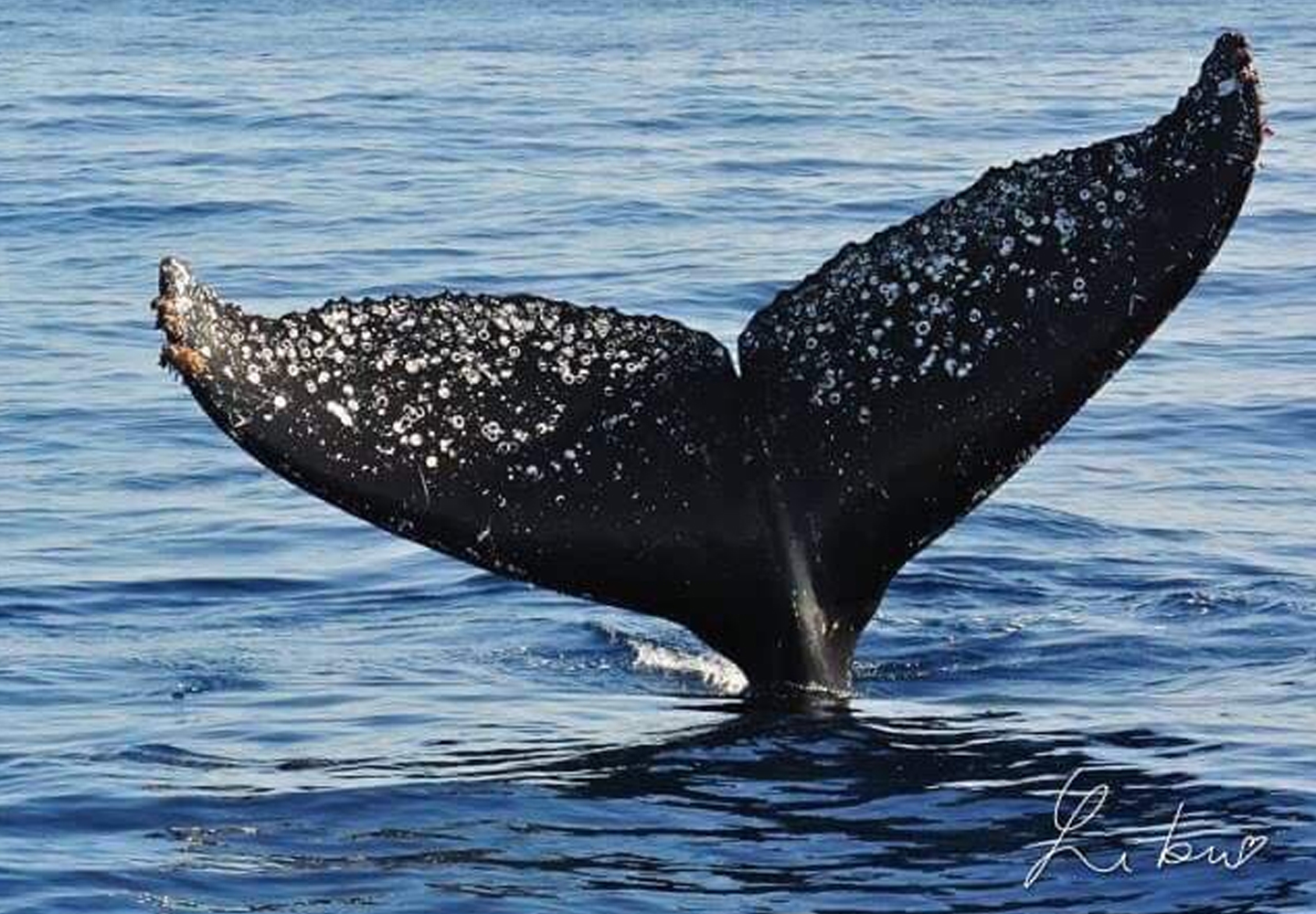 Humpback whales
